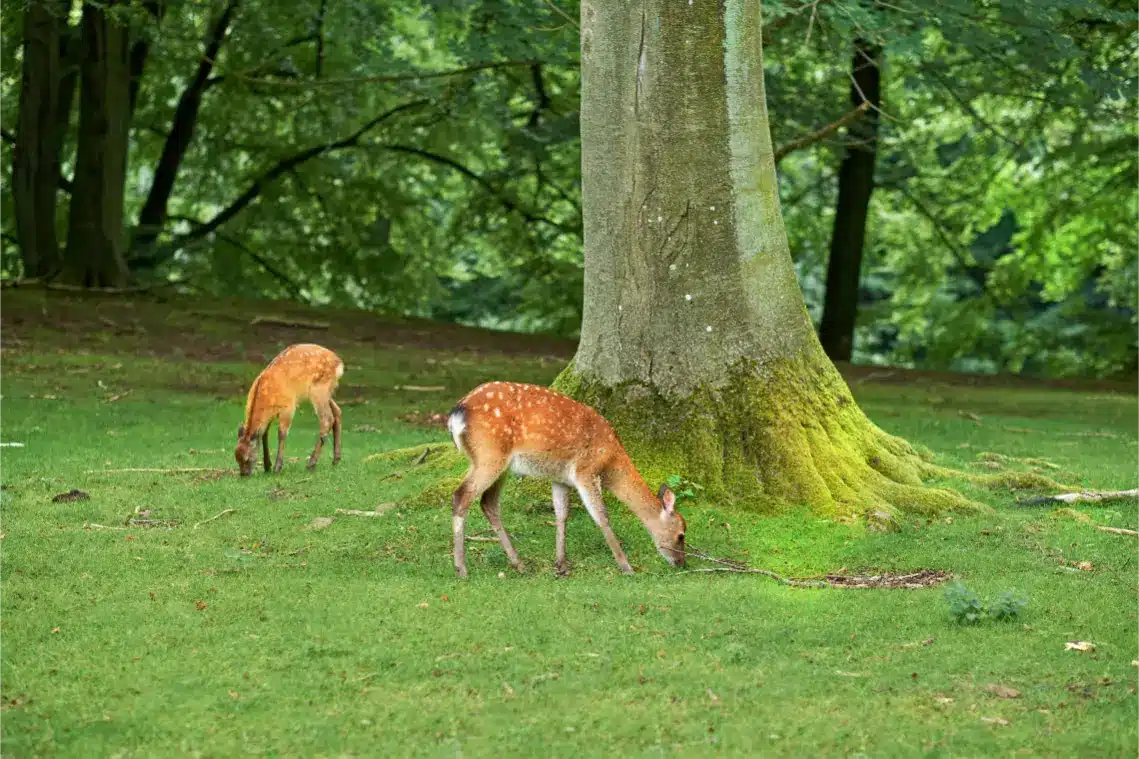 carbon balanced habitat