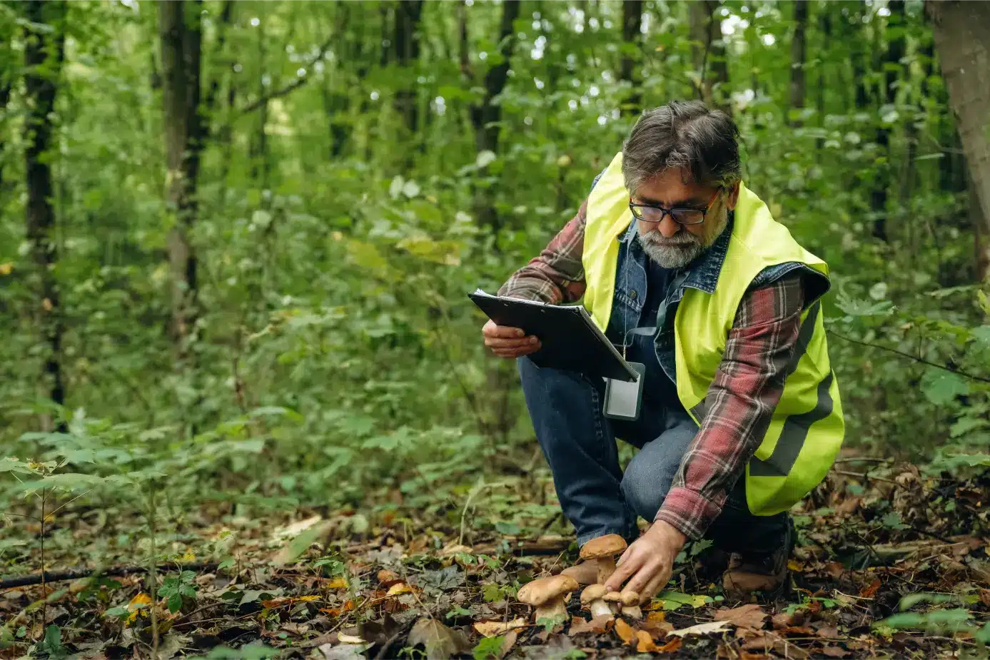 FSC chain of custody